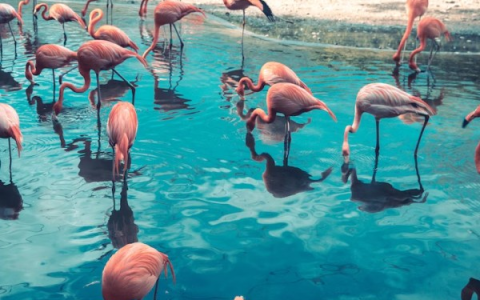 疯狂扫购93万美元NFT，Flamingo DAO是什么来头？